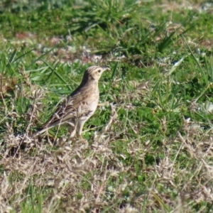 Anthus australis at Paddys River, ACT - 29 Jul 2020