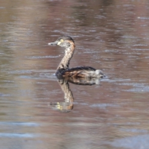 Tachybaptus novaehollandiae at Paddys River, ACT - 29 Jul 2020