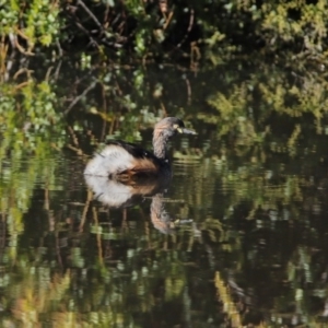 Tachybaptus novaehollandiae at Paddys River, ACT - 29 Jul 2020