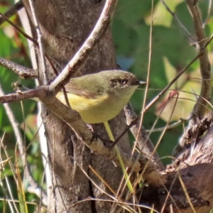 Acanthiza reguloides at Paddys River, ACT - 29 Jul 2020