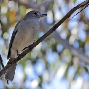 Colluricincla harmonica at Paddys River, ACT - 29 Jul 2020 01:46 PM