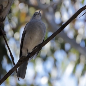 Colluricincla harmonica at Paddys River, ACT - 29 Jul 2020 01:46 PM