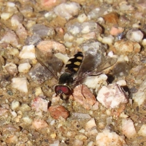 Melangyna viridiceps at Paddys River, ACT - 29 Jul 2020