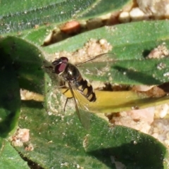 Melangyna viridiceps at Paddys River, ACT - 29 Jul 2020