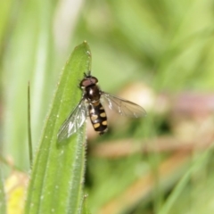 Melangyna viridiceps at Paddys River, ACT - 29 Jul 2020