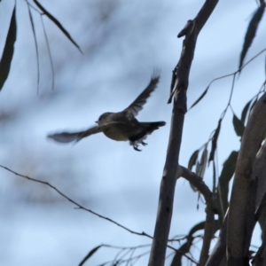 Gerygone fusca at Tennent, ACT - 29 Jul 2020 01:05 PM