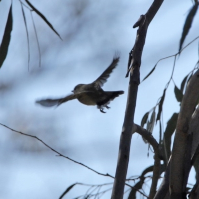 Gerygone fusca (Western Gerygone) at Tennent, ACT - 29 Jul 2020 by RodDeb