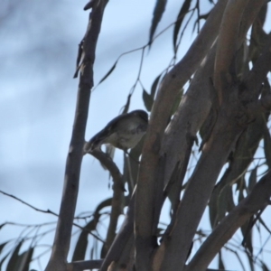 Gerygone fusca at Tennent, ACT - 29 Jul 2020 01:05 PM