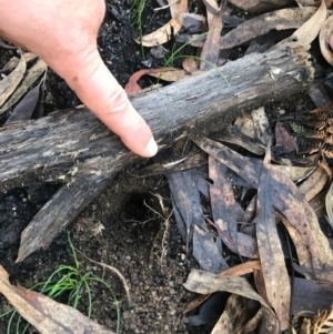 Perameles nasuta at Cotter River, ACT - 8 Jul 2020