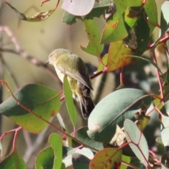 Smicrornis brevirostris (Weebill) at Paddys River, ACT - 29 Jul 2020 by RodDeb