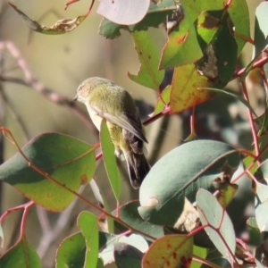 Smicrornis brevirostris at Paddys River, ACT - 29 Jul 2020