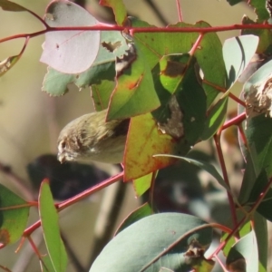 Smicrornis brevirostris at Paddys River, ACT - 29 Jul 2020