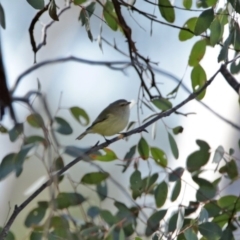 Smicrornis brevirostris at Paddys River, ACT - 29 Jul 2020