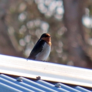 Hirundo neoxena at Paddys River, ACT - 29 Jul 2020 12:28 PM