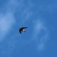 Hirundo neoxena at Paddys River, ACT - 29 Jul 2020 12:28 PM