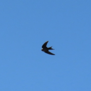 Hirundo neoxena at Paddys River, ACT - 29 Jul 2020 12:28 PM