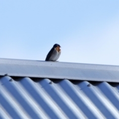 Hirundo neoxena at Paddys River, ACT - 29 Jul 2020 12:28 PM