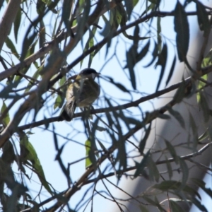 Nesoptilotis leucotis at Tennent, ACT - 29 Jul 2020