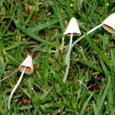 Conocybe apala (Milky Cone Cap) at Quaama, NSW - 4 Jan 2014 by FionaG