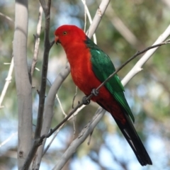 Alisterus scapularis (Australian King-Parrot) at Black Range, NSW - 30 Jul 2020 by AndrewMcCutcheon