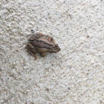 Crinia signifera (Common Eastern Froglet) at Wodonga, VIC - 12 Jul 2020 by Alison4Natives