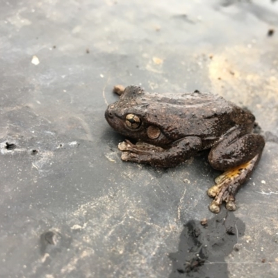 Litoria peronii (Peron's Tree Frog, Emerald Spotted Tree Frog) at Wodonga, VIC - 24 Jun 2020 by Alison4Natives