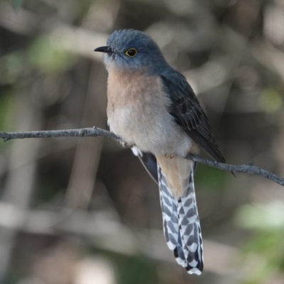 Cacomantis flabelliformis (Fan-tailed Cuckoo) at Black Range, NSW - 29 Jul 2020 by AndrewMcCutcheon