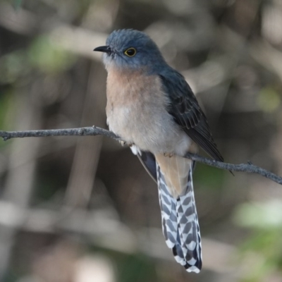 Cacomantis flabelliformis (Fan-tailed Cuckoo) at Black Range, NSW - 30 Jul 2020 by AndrewMcCutcheon