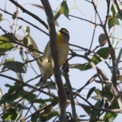 Pardalotus striatus (Striated Pardalote) at Black Range, NSW - 30 Jul 2020 by AndrewMcCutcheon