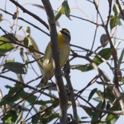 Pardalotus striatus (Striated Pardalote) at Black Range, NSW - 29 Jul 2020 by AndrewMcCutcheon