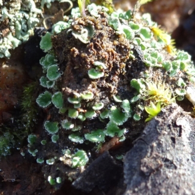 Cladonia sp. (genus) (Cup Lichen) at Bruce, ACT - 18 Jul 2020 by JanetRussell