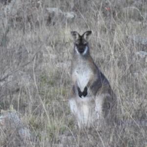 Notamacropus rufogriseus at Tuggeranong DC, ACT - 30 Jul 2020