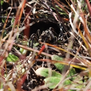 Lycosidae (family) at Cook, ACT - 30 Jul 2020