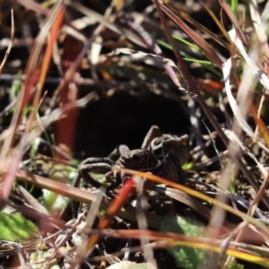 Lycosidae (family) at Cook, ACT - 30 Jul 2020