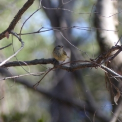 Acanthiza lineata (Striated Thornbill) at Black Range, NSW - 30 Jul 2020 by MatthewHiggins