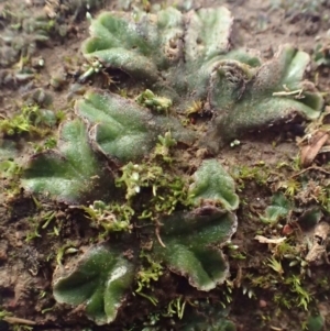 Riccia cartilaginosa at Lyneham, ACT - 14 Jul 2020 12:14 AM