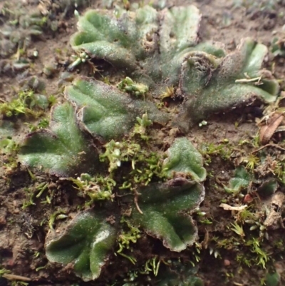 Riccia cartilaginosa (Liverwort) at Lyneham, ACT - 13 Jul 2020 by RWPurdie