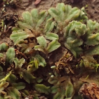 Riccia sorocarpa (Common Crystalwort) at Lyneham, ACT - 14 Jul 2020 by RWPurdie
