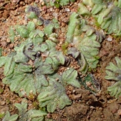 Riccia subbifurca (Liverwort) at Stromlo, ACT - 15 Jul 2020 by RWPurdie