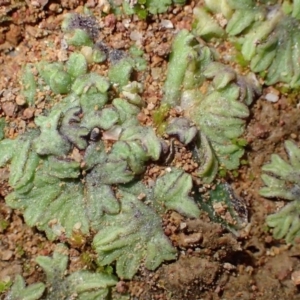 Riccia subbifurca at Stromlo, ACT - 15 Jul 2020