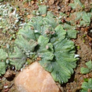 Riccia subbifurca at Stromlo, ACT - 15 Jul 2020 12:20 AM