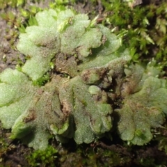 Riccia crystallina (Blue Crystalwort) at Coree, ACT - 15 Jul 2020 by RWPurdie