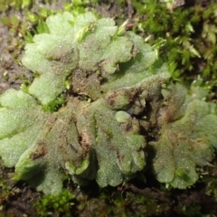 Riccia crystallina (Blue Crystalwort) at Coree, ACT - 14 Jul 2020 by RWPurdie