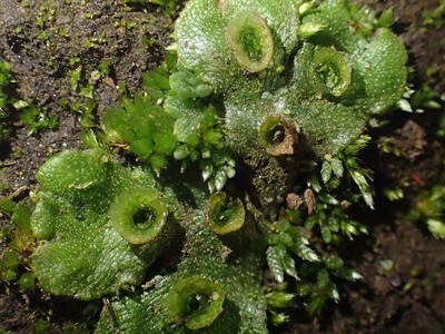 Marchantia polymorpha (Common liverwort) at Coree, ACT - 14 Jul 2020 by RWPurdie