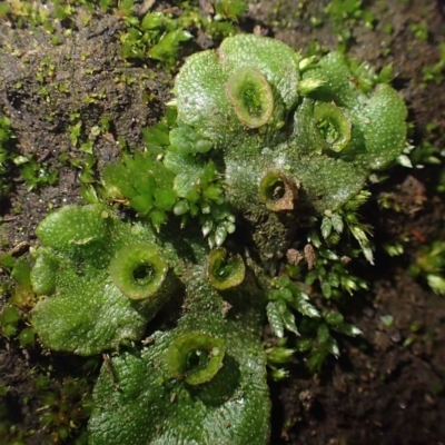Marchantia polymorpha (Common liverwort) at Coree, ACT - 15 Jul 2020 by RWPurdie