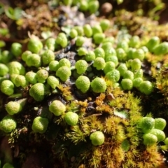 Asterella drummondii (A thallose liverwort) at Acton, ACT - 30 Jul 2020 by RWPurdie