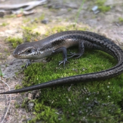 Carlia tetradactyla (Southern Rainbow Skink) at Thurgoona, NSW - 29 Jul 2020 by Damian Michael