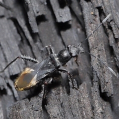 Daerlac nigricans (Ant Mimicking Seedbug) at ANBG - 28 Jul 2020 by TimL