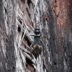 Daerlac nigricans at Downer, ACT - 28 Jul 2020