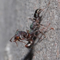 Rhytidoponera metallica (Greenhead ant) at Downer, ACT - 28 Jul 2020 by TimL